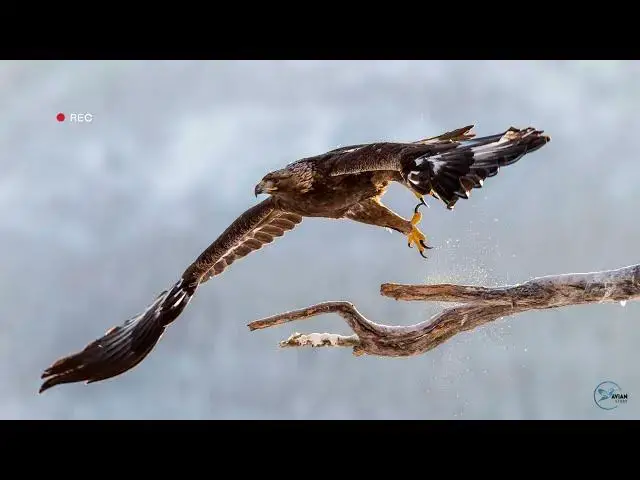 Video thumbnail for Ohio's Majestic Eagles: A Close Encounter