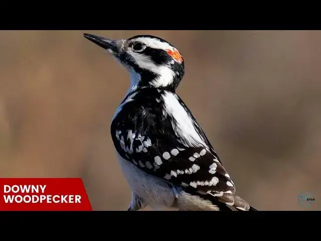 Video thumbnail for The Unique Features and Plumage of Florida's Woodpeckers