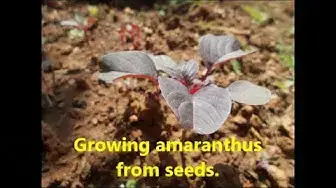 Video thumbnail for Growing amaranthus from seeds.