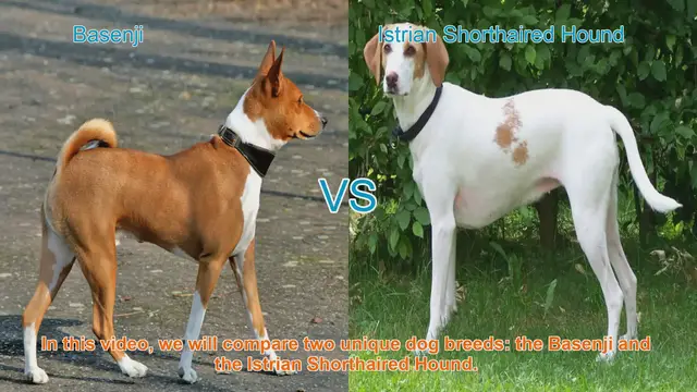 Video thumbnail for Basenji vs. Istrian Shorthaired Hound: A Breed Comparison