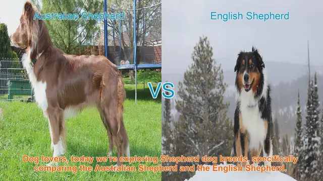 Video thumbnail for Australian Shepherd vs. English Shepherd: A Comparison of Two Intelligent and Loyal Breeds