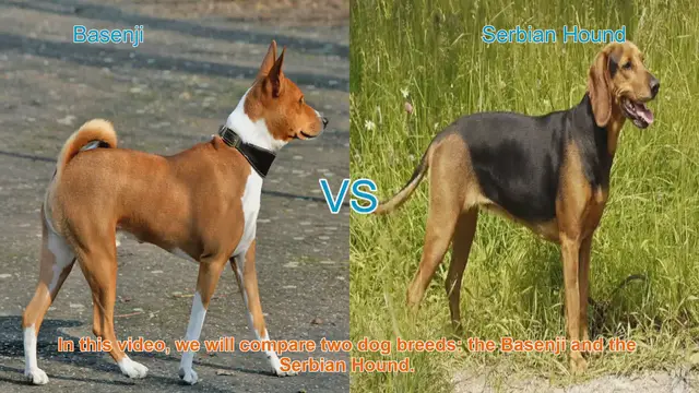 Video thumbnail for Basenji vs. Serbian Hound: A Comparison of Two Unique Dog Breeds