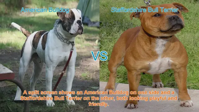 Video thumbnail for American Bulldog vs. Staffordshire Bull Terrier: Breed Comparison