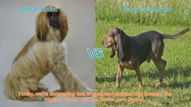 Video thumbnail for Afghan Hound vs. Bruno Jura Hound: A Breed Comparison