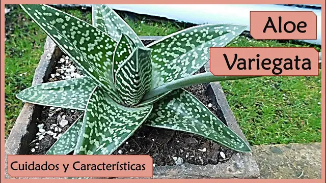 'Video thumbnail for Aloe Variegata - cuidados y Características'