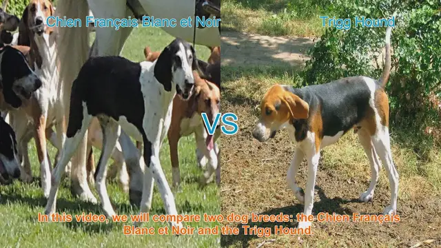 Video thumbnail for Comparing Chien Français Blanc et Noir vs. Trigg Hound: A Breed Guide