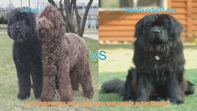 Video thumbnail for Barbet vs. Newfoundland: A Comprehensive Comparison of Long-Haired Dog Breeds
