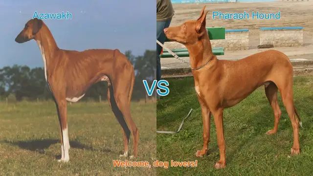 Video thumbnail for Azawakh vs. Pharaoh Hound: A Comparison of Elegant Dog Breeds