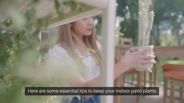 Video thumbnail for Indoor Plant Care Tips for Patio Plants