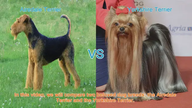 Video thumbnail for Airedale Terrier vs. Yorkshire Terrier: Breed Comparison