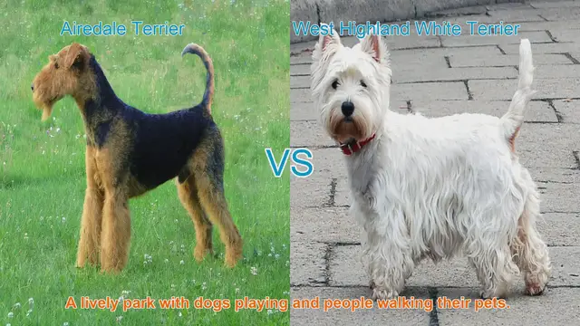 Video thumbnail for Airedale Terrier vs. West Highland White Terrier: A Comparison