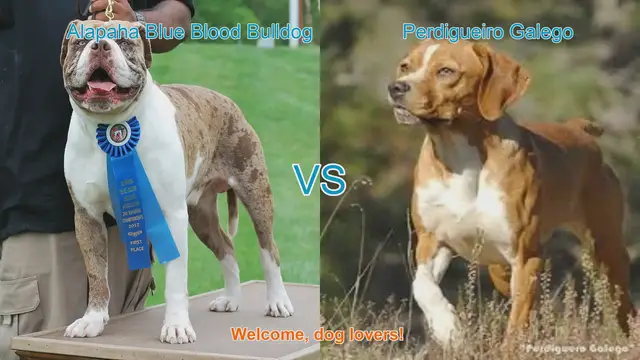 Video thumbnail for Alapaha Blue Blood Bulldog VS Perdigueiro Galego