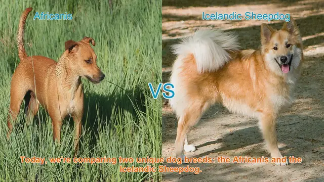 Video thumbnail for Africanis vs. Icelandic Sheepdog: A Breed Comparison