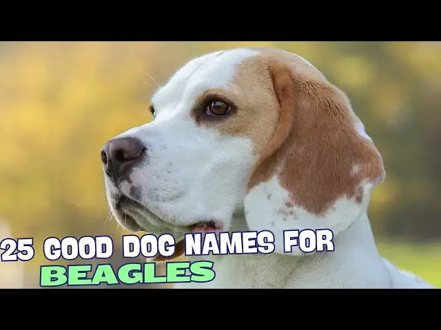 Video thumbnail for 25 Good Beagle Dog Names🐶