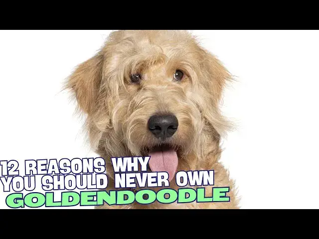Video thumbnail for 12 Reasons Why You Should Never Own a Goldendoodle! 🐶🚫