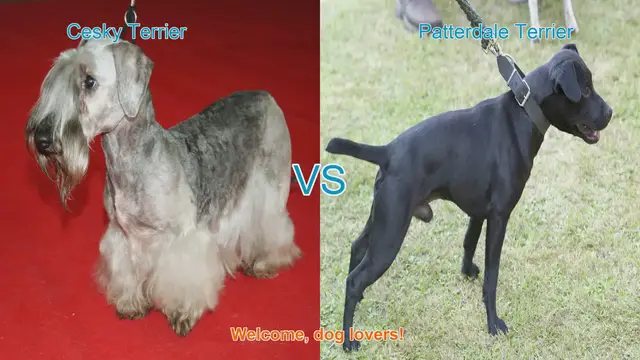 Video thumbnail for Cesky Terrier vs. Patterdale Terrier: A Comprehensive Comparison
