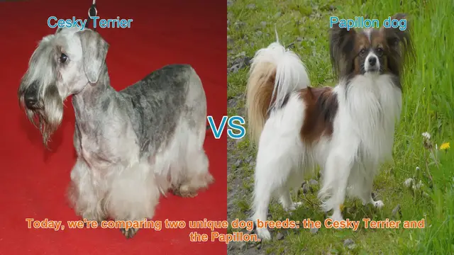 Video thumbnail for Comparing Cesky Terrier and Papillon: Origins, Temperament, and Grooming