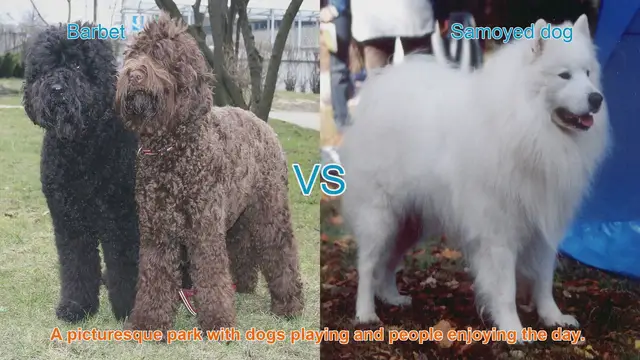Video thumbnail for Barbet vs. Samoyed: A Comparison of Two Beautiful Long-Haired Dog Breeds