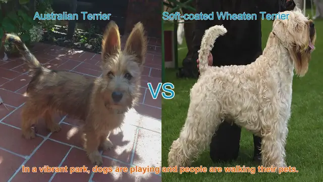 Video thumbnail for Australian Terrier vs. Soft-coated Wheaten Terrier: A Breed Comparison