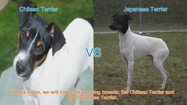 Video thumbnail for Chilean Terrier vs. Japanese Terrier: A Breed Comparison