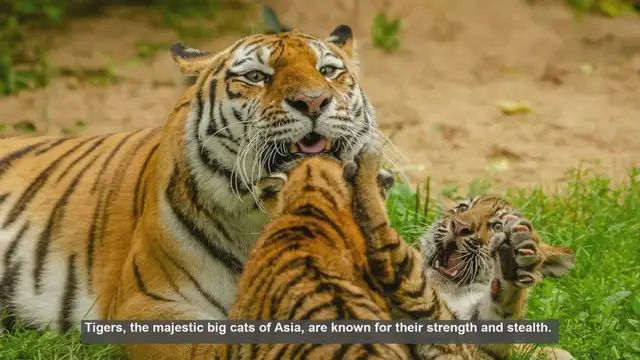 Video thumbnail for Top 10 Longest Tiger Migrations: Incredible Journeys Across Asia