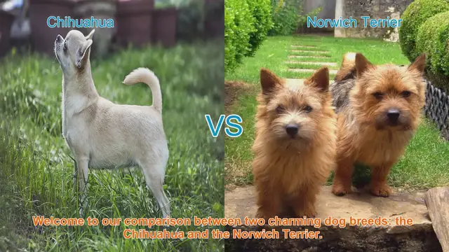 Video thumbnail for Chihuahua vs. Norwich Terrier: A Comparison of Two Charming Dog Breeds