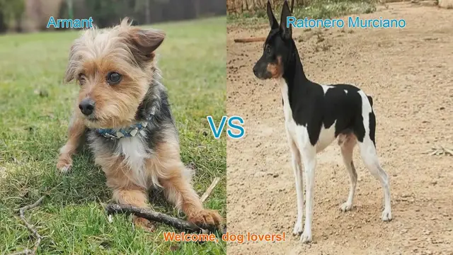Video thumbnail for Armant vs. Ratonero Murciano: A Comparison of Unique Dog Breeds