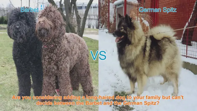 Video thumbnail for Barbet vs. German Spitz: Choosing the Right Long-Haired Dog Breed