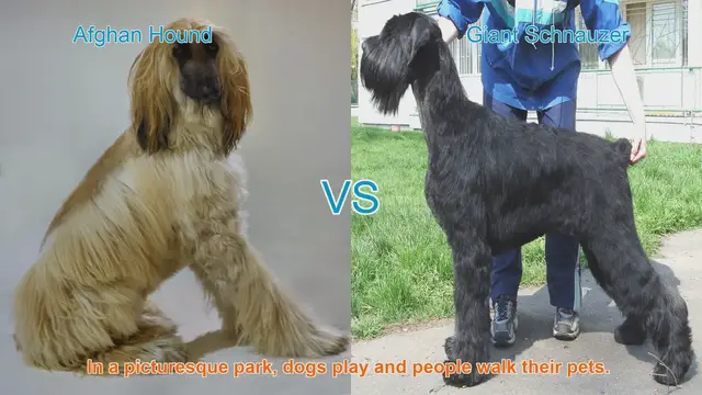 Video thumbnail for Comparing Afghan Hound and Giant Schnauzer: Grooming, Temperament, and Suitability
