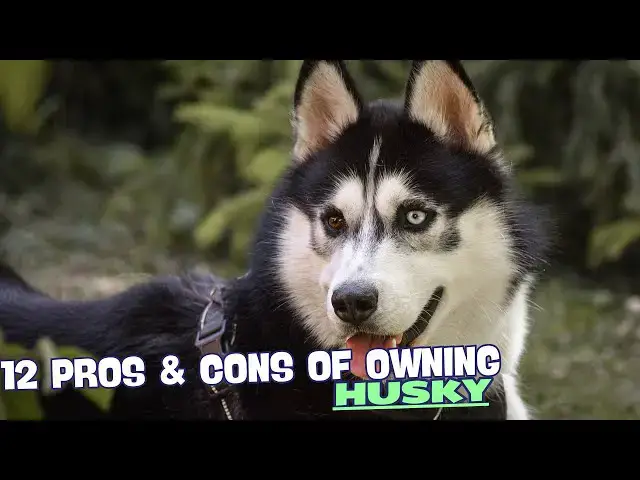 Video thumbnail for 12 Pros & Cons of Owning a Husky❄️