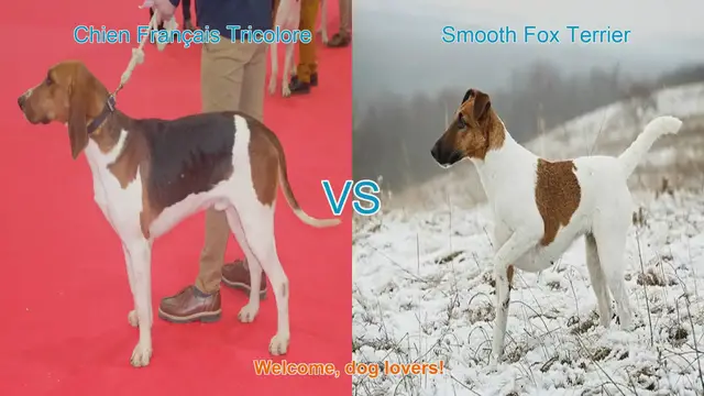 Video thumbnail for Chien Français Tricolore vs. Smooth Fox Terrier: A Comparison for Dog Lovers