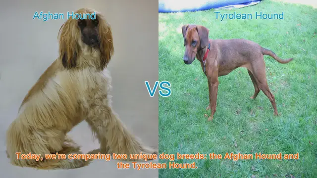 Video thumbnail for Comparing Afghan Hound and Tyrolean Hound: Origins, Appearance, and Temperament