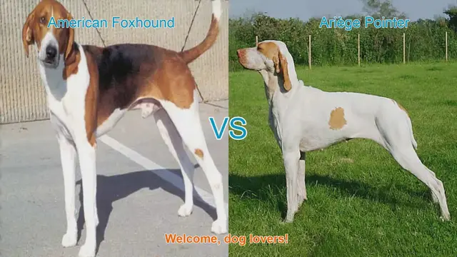 Video thumbnail for American Foxhound vs. Ariège Pointer: A Comparison of Two Dog Breeds