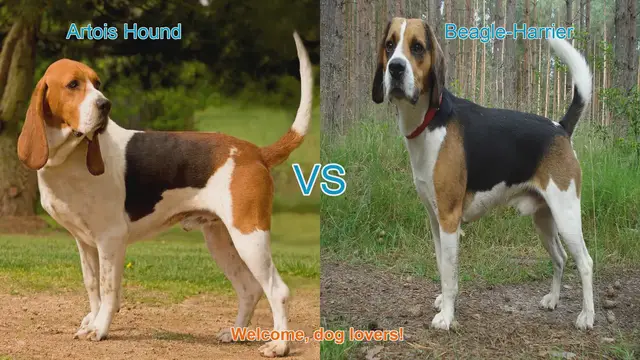 Video thumbnail for Artois Hound vs. Beagle-Harrier: A Comprehensive Comparison