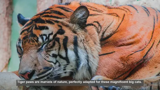 Video thumbnail for 10 Amazing Features of Tiger Paws