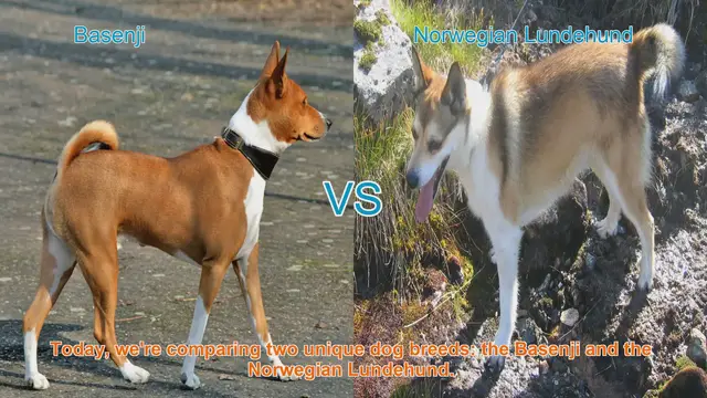 Video thumbnail for Basenji vs. Norwegian Lundehund: A Comparison of Unique Dog Breeds