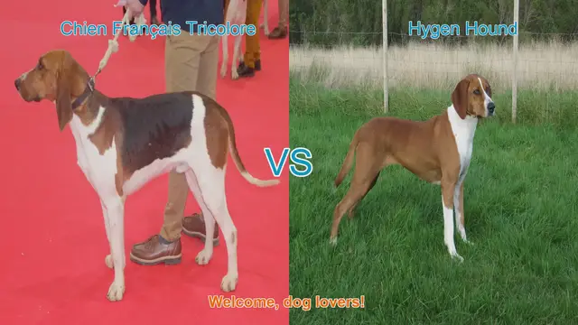 Video thumbnail for Chien Français Tricolore vs. Hygen Hound: A Breed Comparison