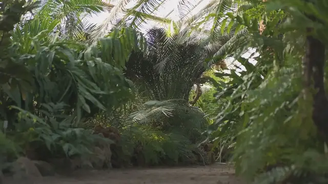 Video thumbnail for Botanical Gardens And Their Role In Sustainability