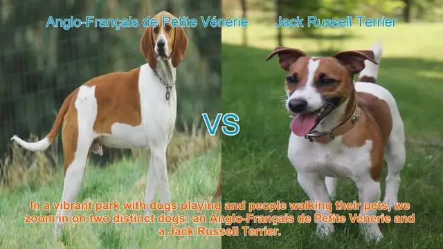 Video thumbnail for Meet the Anglo-Français de Petite Vénerie and Jack Russell Terrier: A Comparison Guide