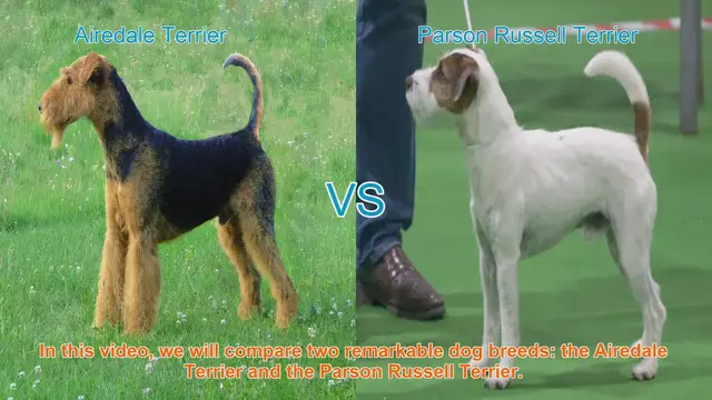 Video thumbnail for Airedale Terrier vs. Parson Russell Terrier: Breed Comparison