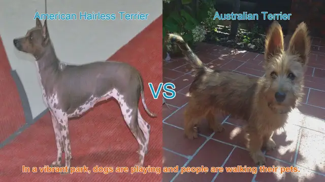 Video thumbnail for American Hairless Terrier vs. Australian Terrier: A Breed Comparison