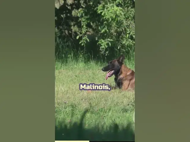 'Video thumbnail for A Comprehensive Comparison of German Shepherds and Malinois'