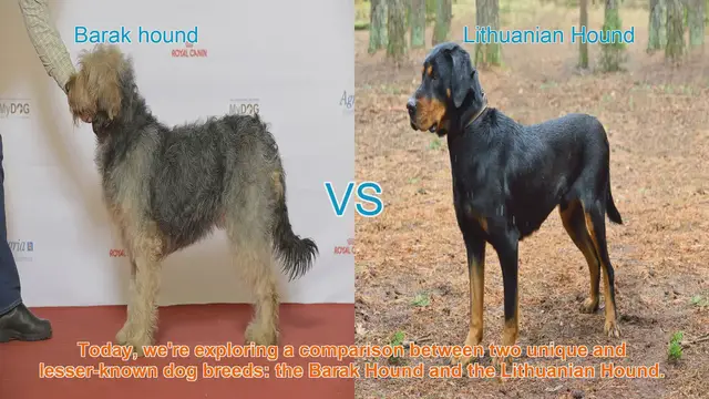 Video thumbnail for Barak Hound vs. Lithuanian Hound: A Comprehensive Comparison