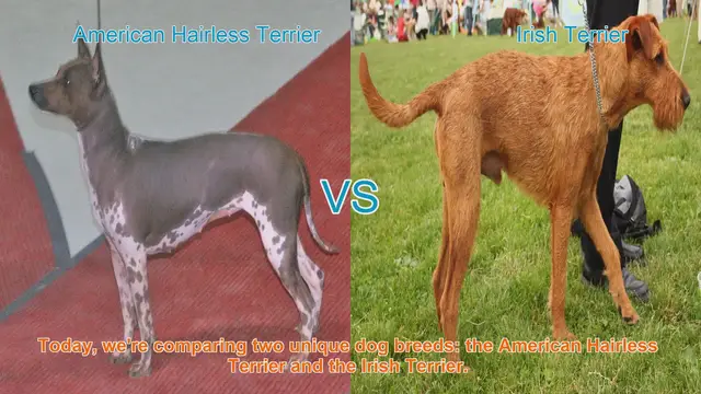 Video thumbnail for American Hairless Terrier vs. Irish Terrier: A Breed Comparison