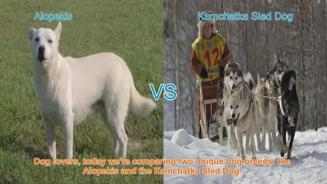 Video thumbnail for Alopekis vs. Kamchatka Sled Dog: A Breed Comparison