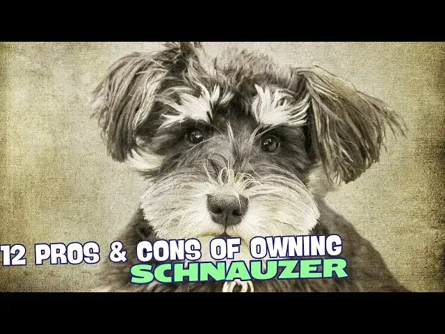 Video thumbnail for 12 Pros & Cons of Owning a Schnauzer 🐶