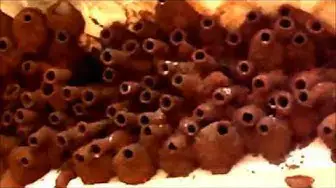 Video thumbnail for Birds nest/Cliff swallow nest/Swallow birds nest/Mud nest of swallow bird