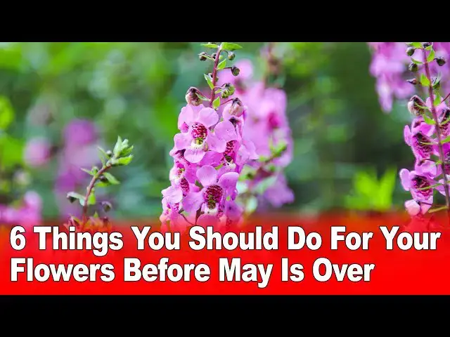 Video thumbnail for 6 Things You Should Do For Your Flowers Before May Is Over