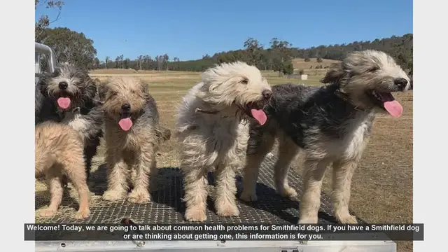 Video thumbnail for Common Health Problems in Smithfield Dogs: What You Need to Know