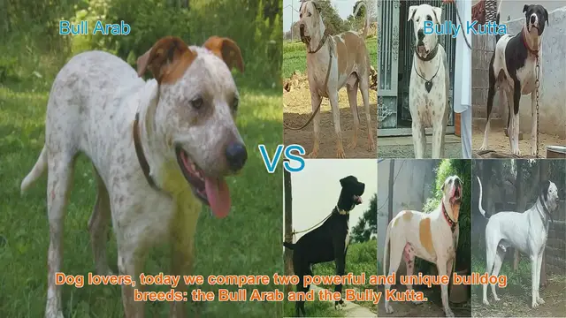 Video thumbnail for Bull Arab vs. Bully Kutta: A Comparison of Two Powerful Bulldog Breeds